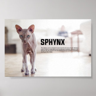 Poster Raça de Gatos Esphynx
