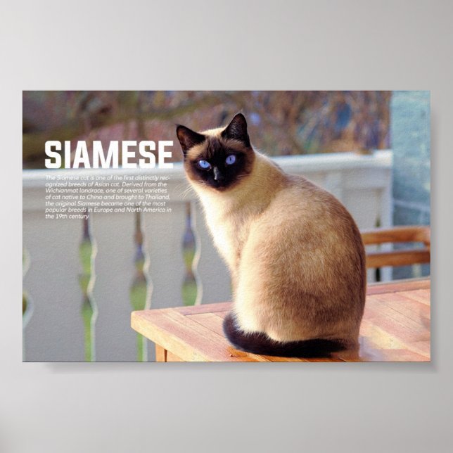 Poster Raça de Gatos Siameses (Frente)