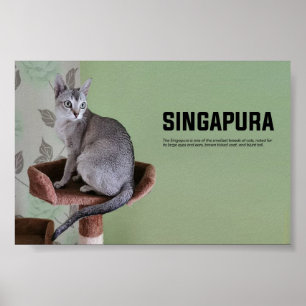Poster Raça de Singapura