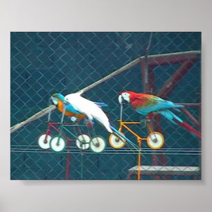 Poster Raça do papagaio, Tailândia