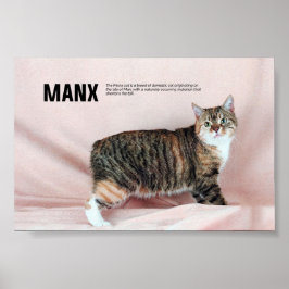 Poster Raça Manx Cat