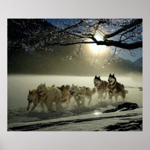 Póster Raça ronca do Alasca do trenó do cão