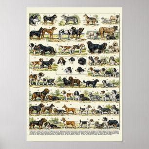 Poster Raças de Cães Ilustrações coloridas