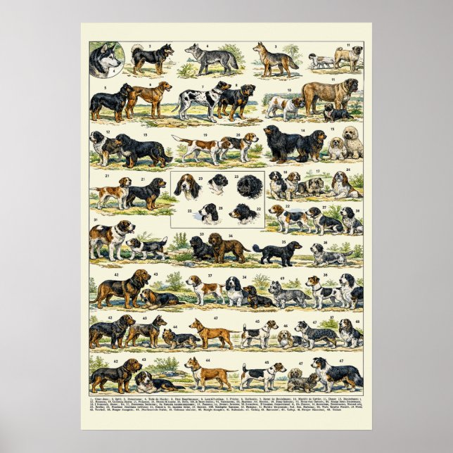 Poster Raças de Cães Ilustrações coloridas (Frente)
