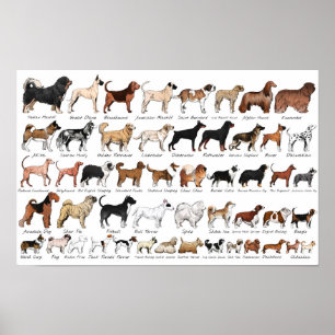 Poster Raças de Cães Purebred