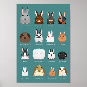 Poster raças de coelho