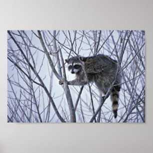 Poster Raccoon