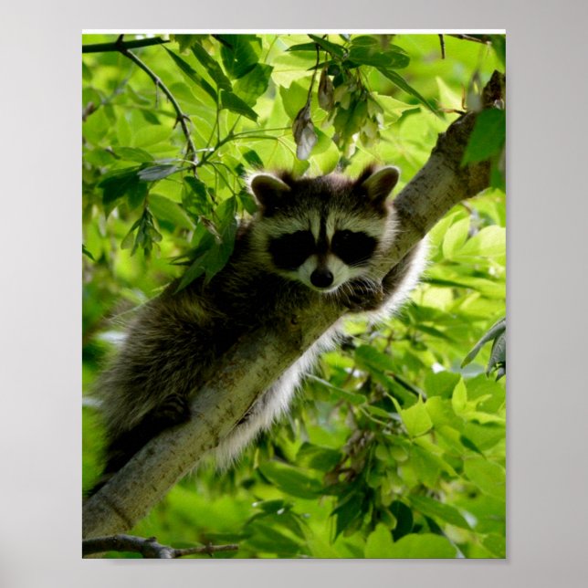Poster Raccoon em cinza de Árvore Verde (Frente)