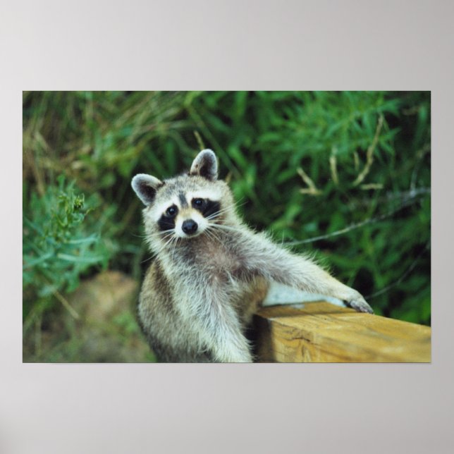 Poster Raccoon nº 2 (Frente)