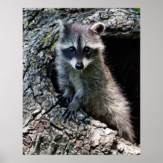 Poster Raccoon no Den (Frente)