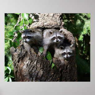 Póster Raccoon - Os Três Amigos