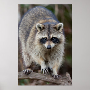 Póster Raccoon, Procyon lotor, Flórida, EUA 2