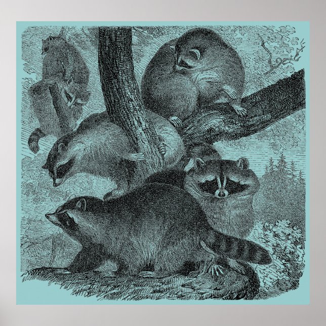 Poster Raccoons (Frente)