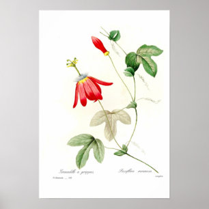 Póster Racemosa do Passiflora
