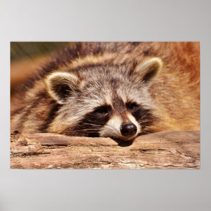 Poster Racoon