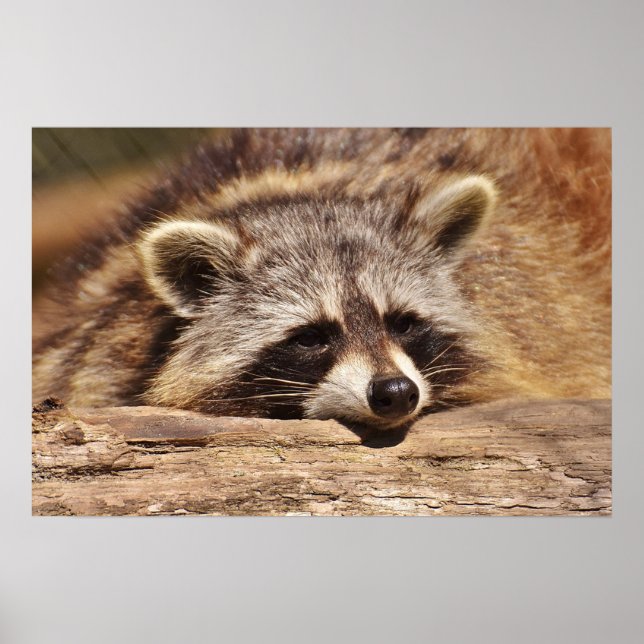 Poster Racoon (Frente)