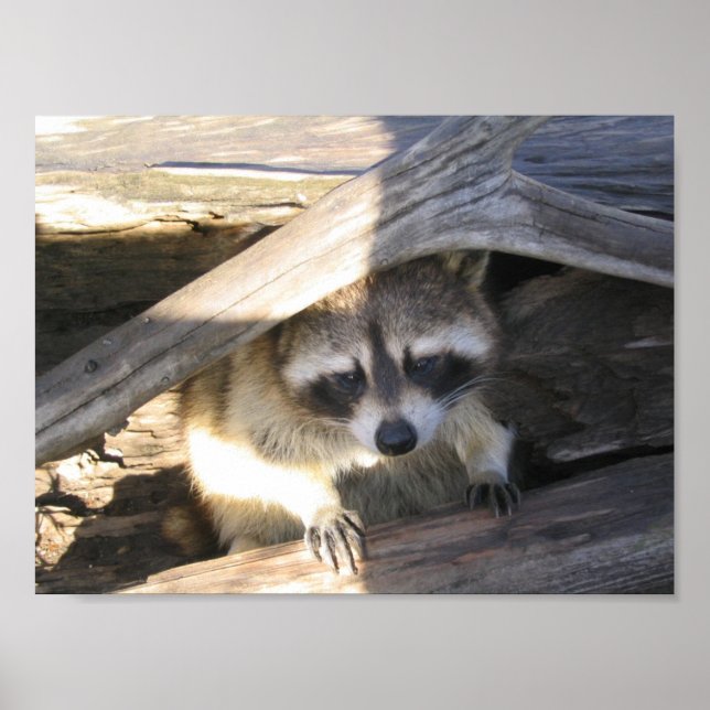 Poster Racoon (Frente)