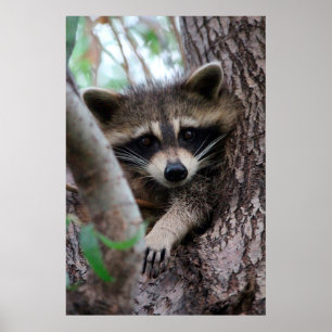Póster Racoon