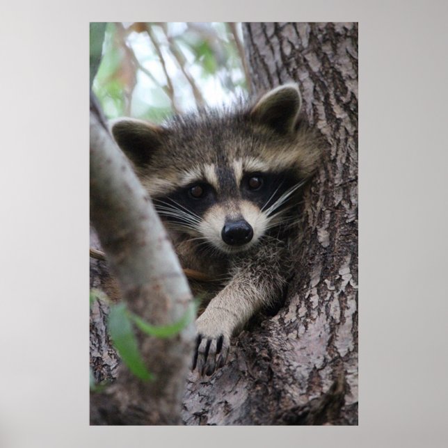 Póster Racoon (Frente)