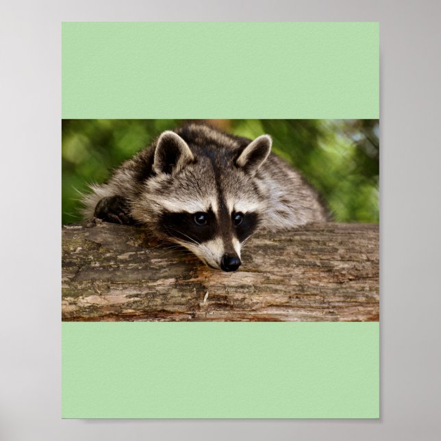 Poster racoons (Frente)