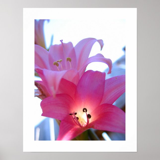 Póster Radiação Floral (Frente)