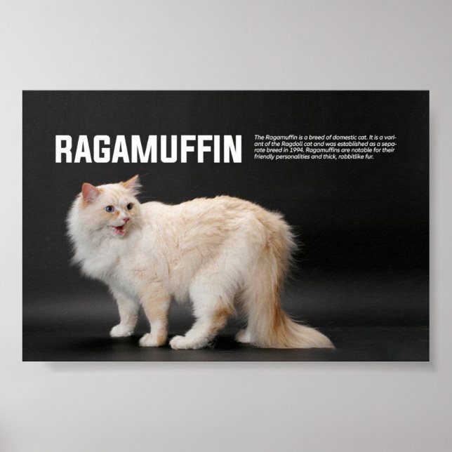 Poster Ragamuffin Cat Breed (Frente)