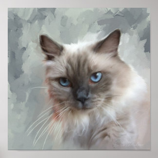 Poster Ragdoll Cat