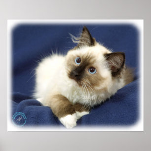 Póster Ragdoll Cat 9W082D-011