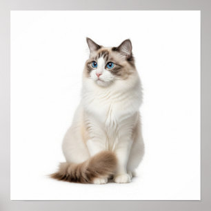Poster Ragdoll Cat Art