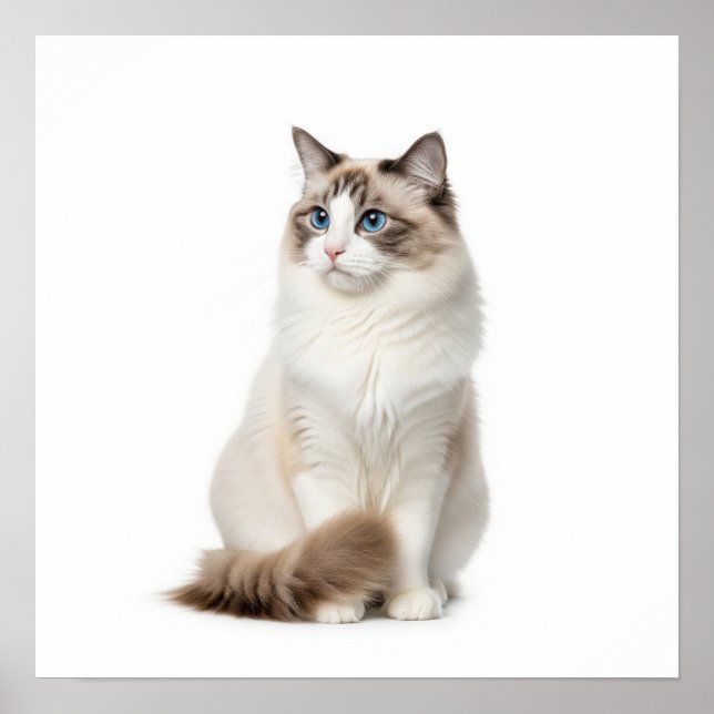 Poster Ragdoll Cat Art (Frente)