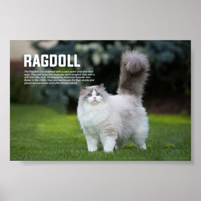 Poster Ragdoll Cat Breed (Frente)