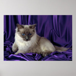 Póster Ragdoll, ponto azul