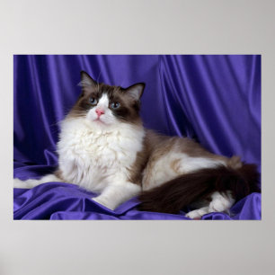 Póster Ragdoll, selo bicolor