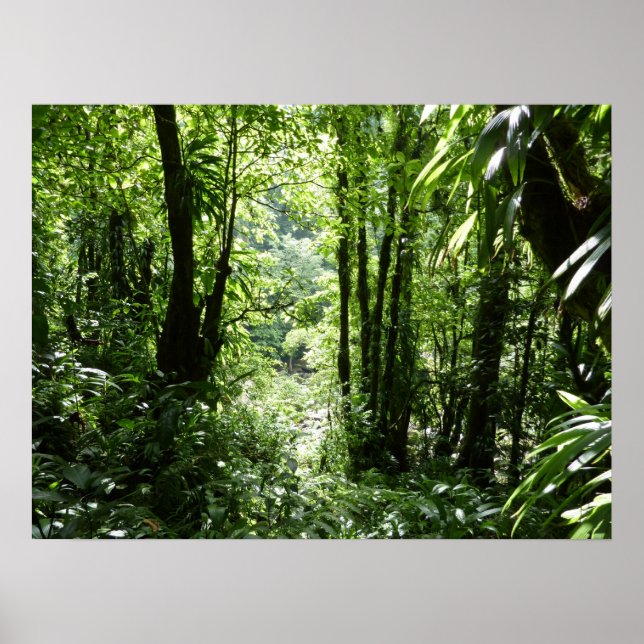 Poster Rain Forest II Tropical Verde (Frente)