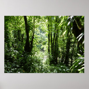 Poster Rain Forest II Tropical Verde
