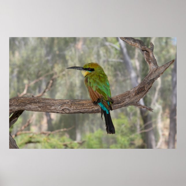 Poster Rainbow bee eater bird, Austrália (Frente)