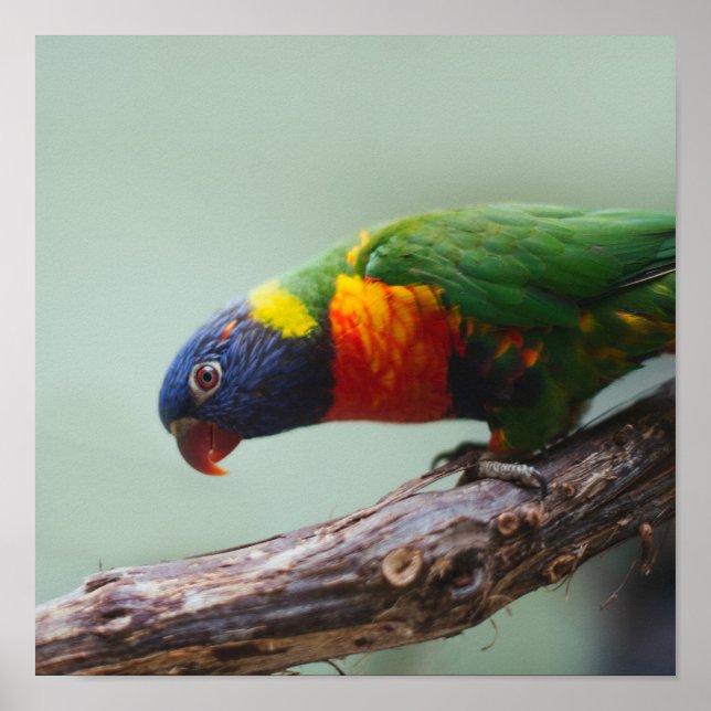 Poster Rainbow Lorikeet (Frente)