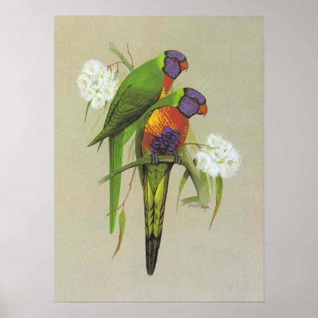 Póster Rainbow Lorikeet - Trichoglossus haematodus (Frente)