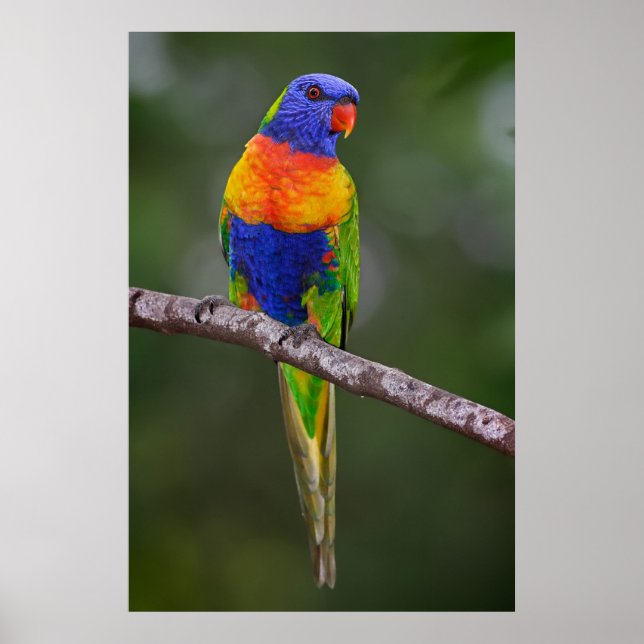 Póster Rainbow Lorikeet Trichoglossus Haematodus (Frente)