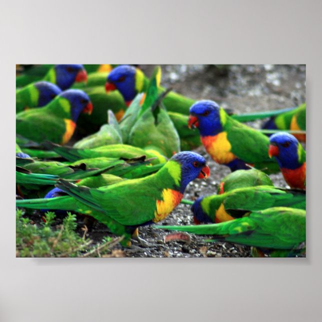 Póster Rainbow Lorikeets australiano (Frente)