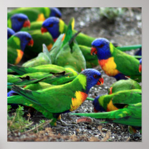Póster Rainbow Lorikeets australiano