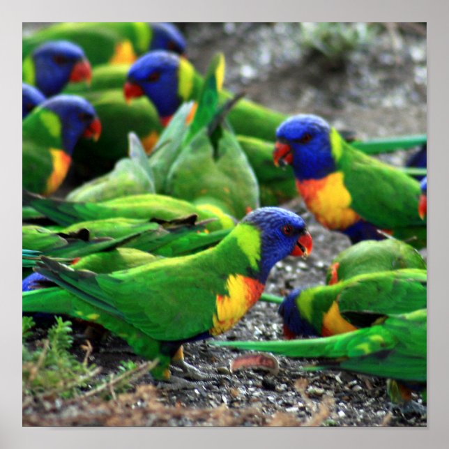 Póster Rainbow Lorikeets australiano (Frente)