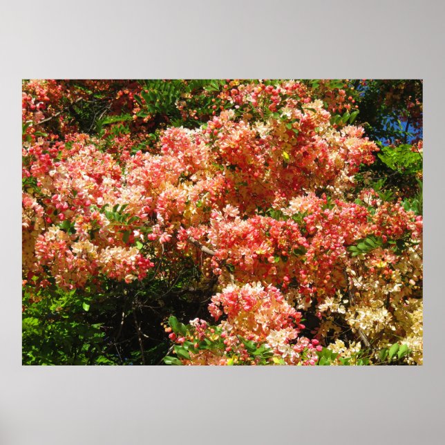 Póster Rainbow Shower Tree (Frente)