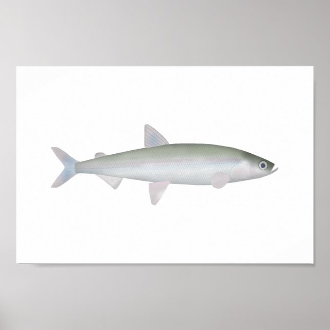Poster Rainbow Smelt (Frente)