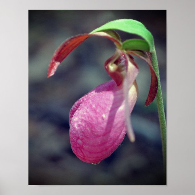 Poster Raindrop de Orquídea Slipper Rosa (Frente)