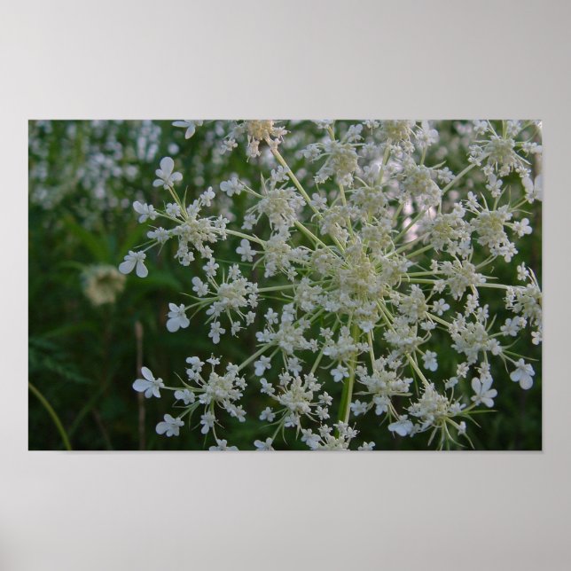 Póster Rainha Anne's Lace (Frente)