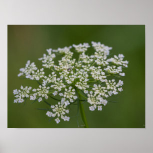 Poster Rainha Anne's Lace