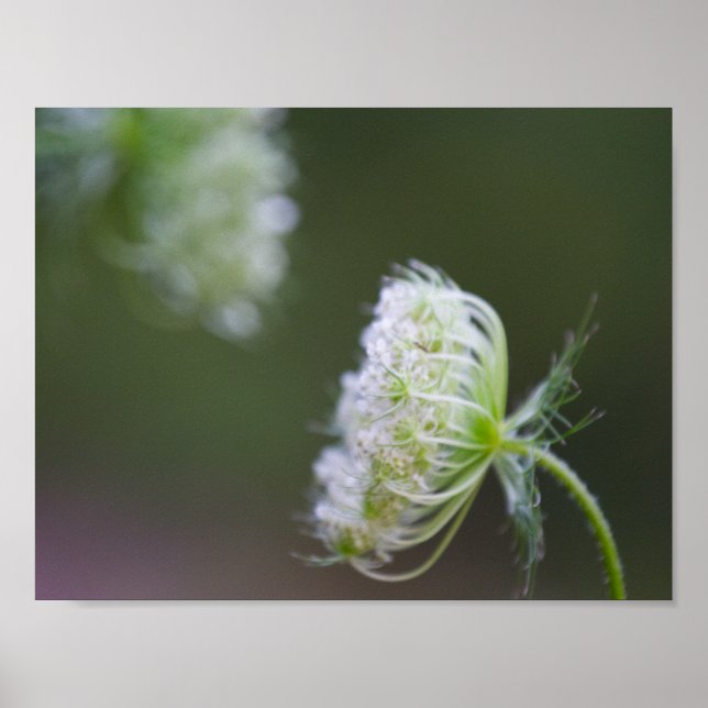 Póster Rainha Anne's Lace (Frente)