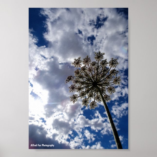 Poster Rainha Anne's Lace em Céus Nublados (Frente)