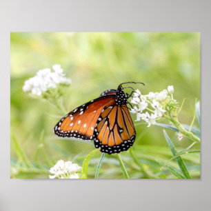 Póster Rainha Borboleta Amanhã em Milkweed
